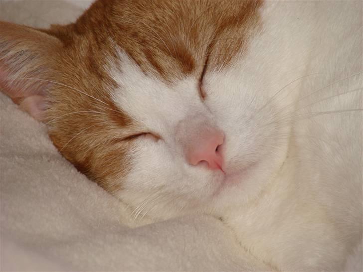 Huskat Whisky - putter billede 7