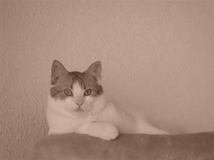 Huskat Whisky billede 8