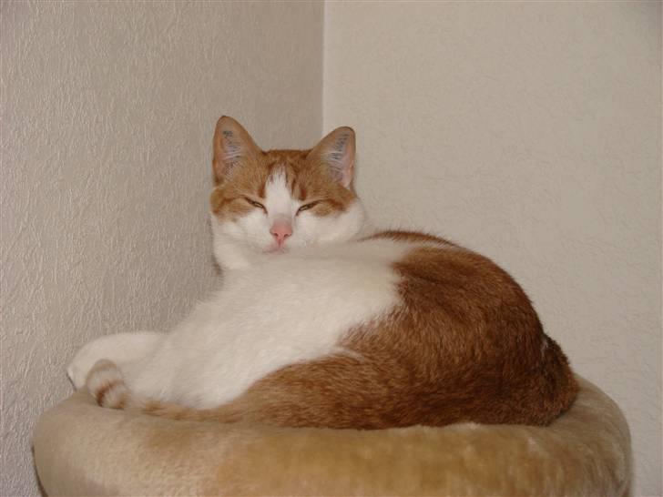 Huskat Whisky billede 9