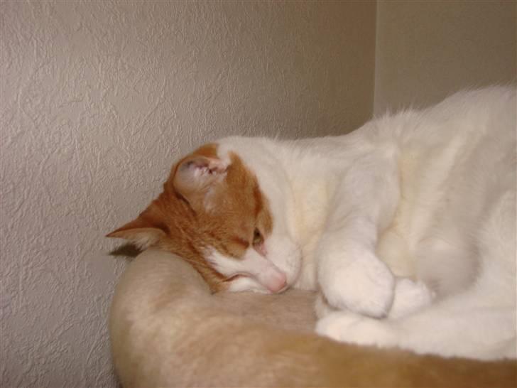 Huskat Whisky billede 10