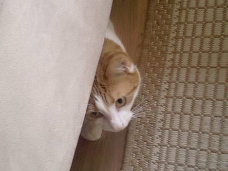 Huskat Whisky - tit tit billede 11