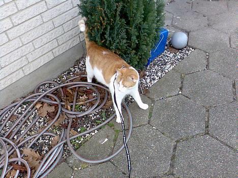 Huskat Whisky - ude at gå i snor... det er meget spændende billede 12