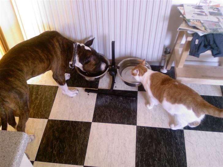 Huskat Whisky billede 13