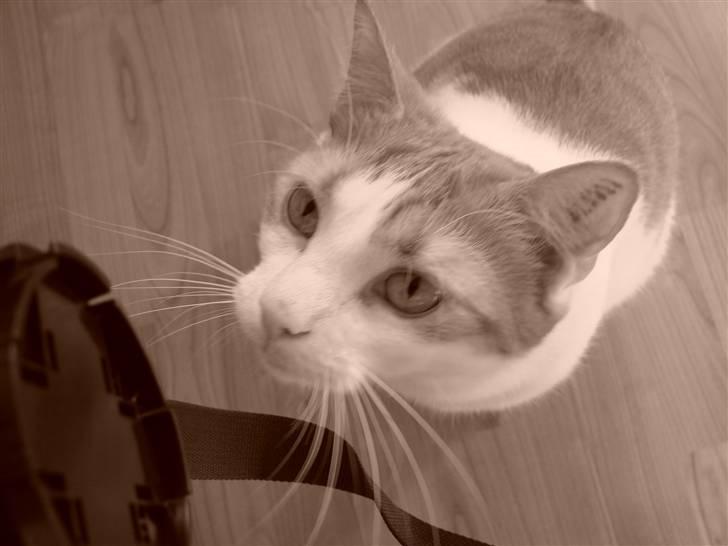 Huskat Whisky billede 14