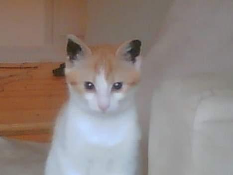 Huskat Whisky - har lige fået lavet øretatoveringer og blevet kastreret. er stadig lidt groggi billede 15