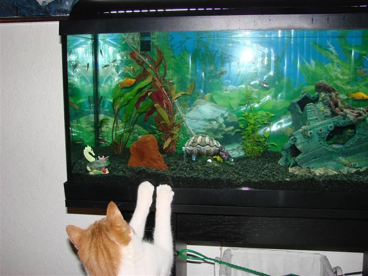 Huskat Whisky billede 16