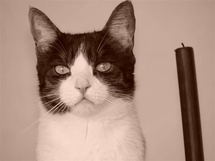 Huskat Lilo billede 1