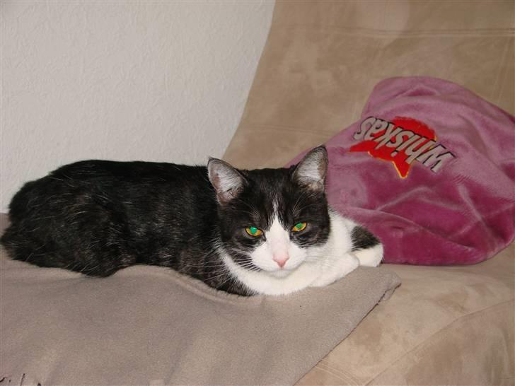 Huskat Lilo billede 2