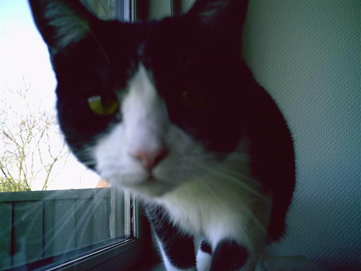 Huskat Lilo billede 3