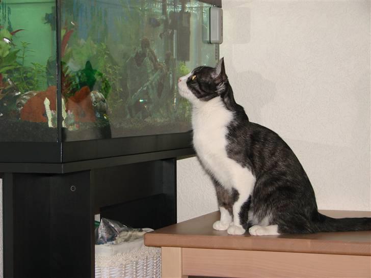 Huskat Lilo billede 4