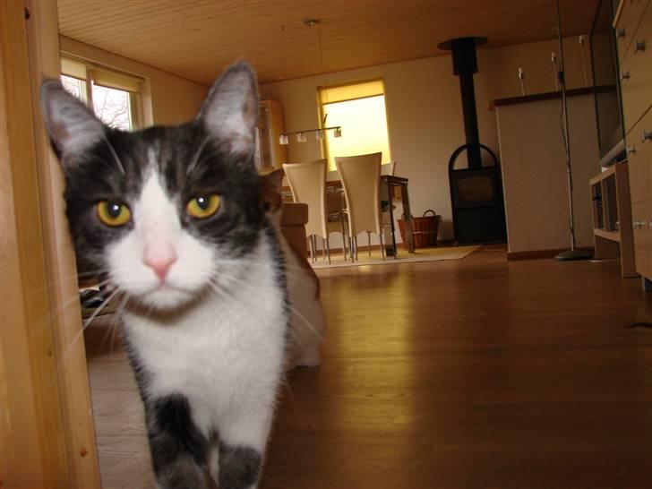 Huskat Lilo billede 5