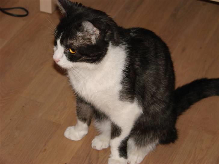 Huskat Lilo billede 6