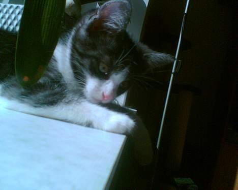 Huskat Lilo billede 7