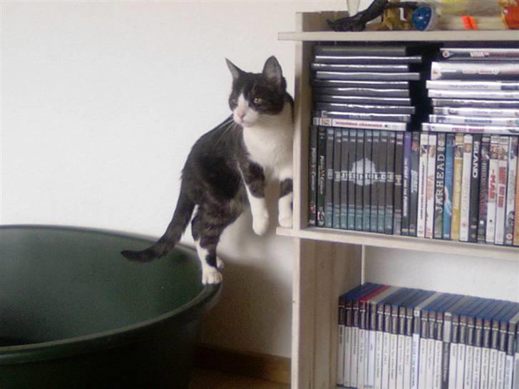 Huskat Lilo billede 8