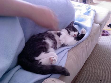 Huskat Lilo - Putter ved mor billede 9