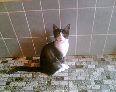 Huskat Lilo - Lilo er med på toilet. ser lidt forskræmt ud billede 10