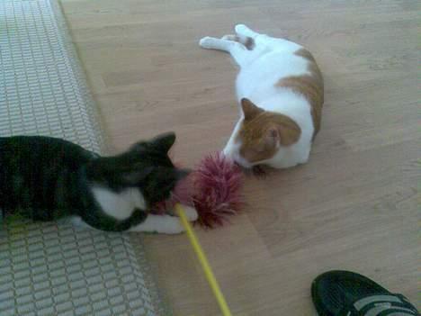 Huskat Lilo - hvem mon vinder billede 11