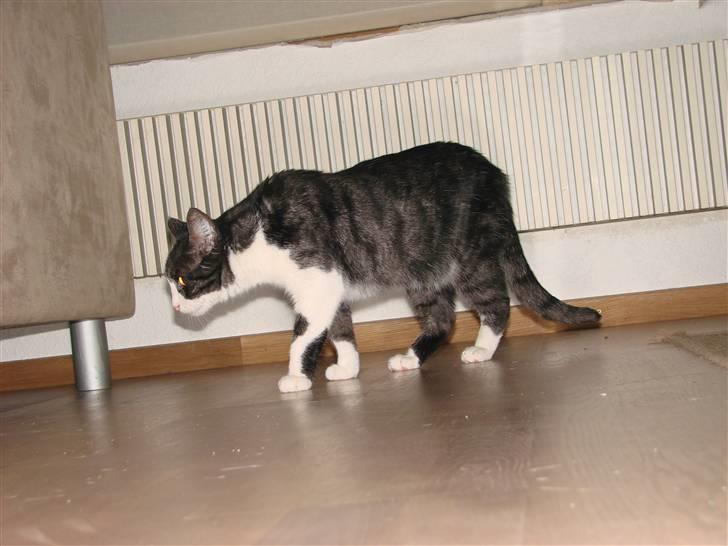 Huskat Lilo billede 12