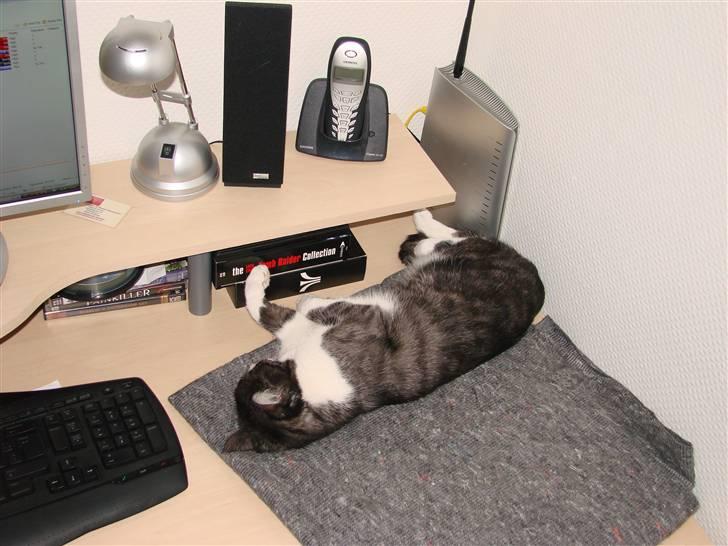 Huskat Lilo - Lilos faste plads ved computeren billede 13