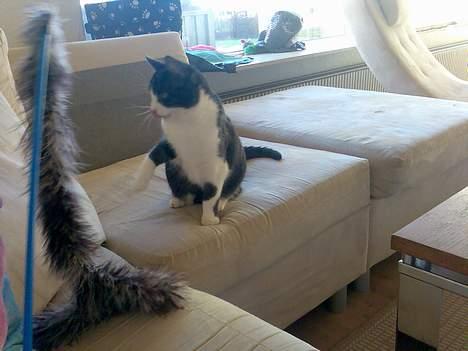 Huskat Lilo - Far og lilo leger billede 14