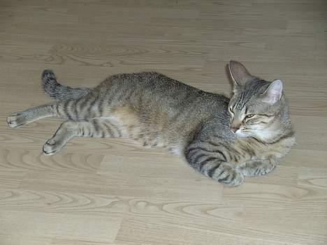 Blanding af racer O´Malley billede 6