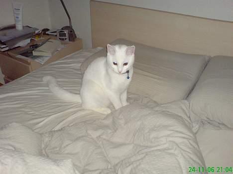 Huskat Felix - Jeg gad godt vide, om det er Findus, der får dynen til at bevæge sig... billede 5