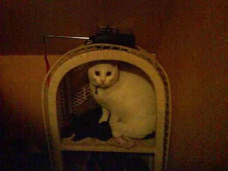 Huskat Felix - Jeg sidder bare på min altan, og hvad så? billede 6