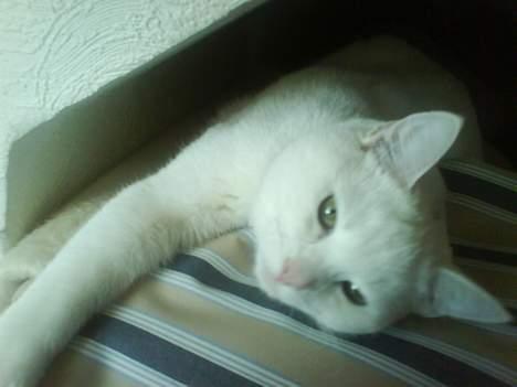 Huskat Felix - Jeg ligner lidt en model her, ikke? billede 7