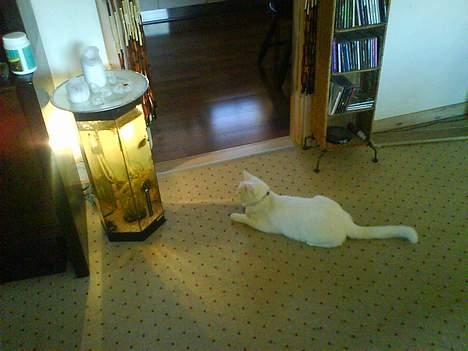 Huskat Felix - Min store hobby:at kigge på fisk... billede 8