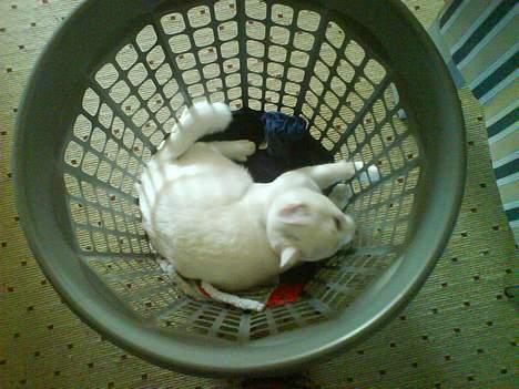 Huskat Felix billede 9