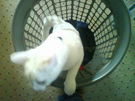 Huskat Felix billede 10