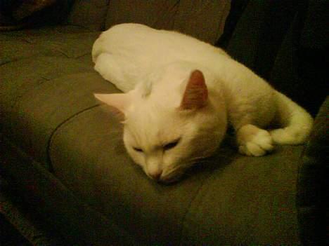 Huskat Felix billede 11