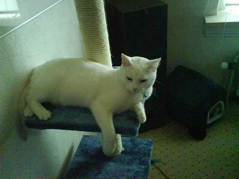 Huskat Felix billede 12