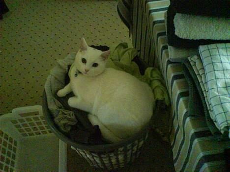 Huskat Felix billede 13