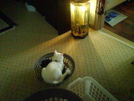 Huskat Felix billede 14