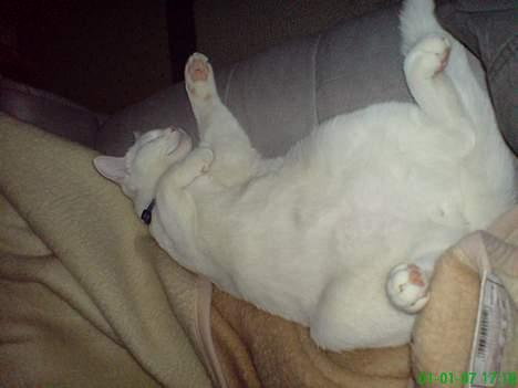 Huskat Felix billede 16