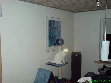 Huskat Felix billede 17