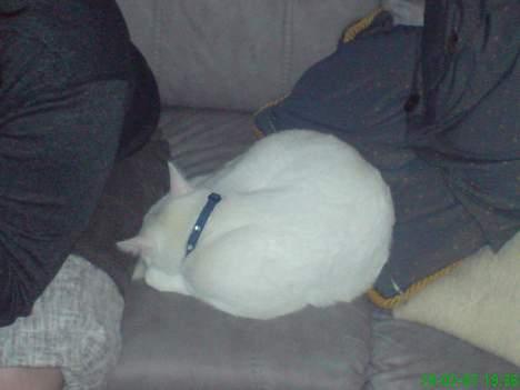 Huskat Felix billede 18