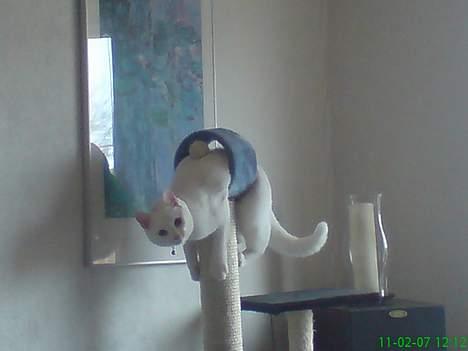 Huskat Felix billede 19