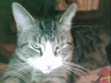 Huskat basse død - basse billede 1