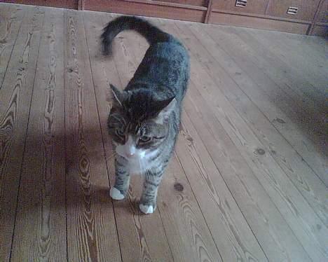 Huskat basse død - fine basse billede 2