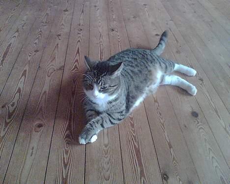 Huskat basse død - fede basse billede 3