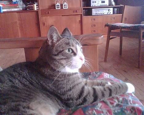 Huskat basse død - basse i hans stol billede 5