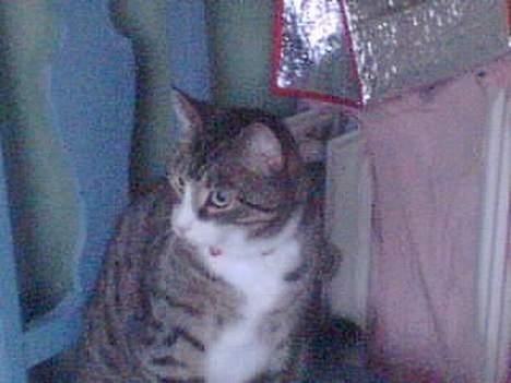 Huskat basse død - fine bassemand billede 6