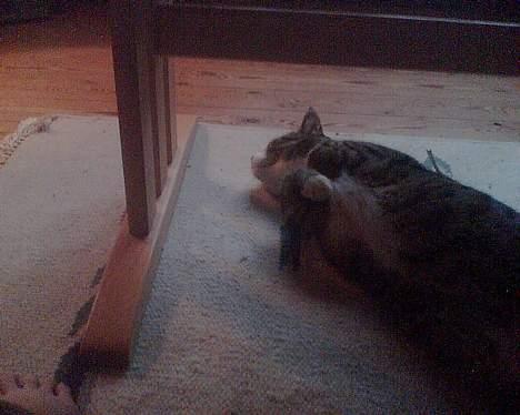 Huskat basse død - skal vi lege billede 7