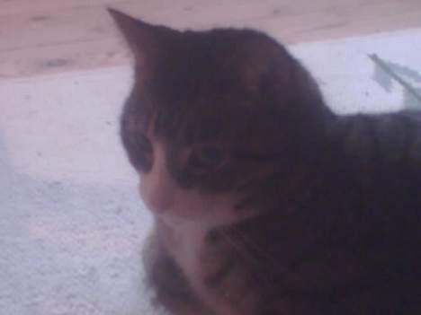 Huskat basse død - er jeg ikke bare fotogen billede 8