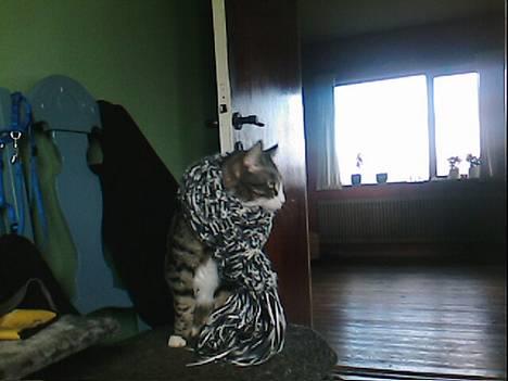 Huskat basse død - basse med halstørklæde billede 9