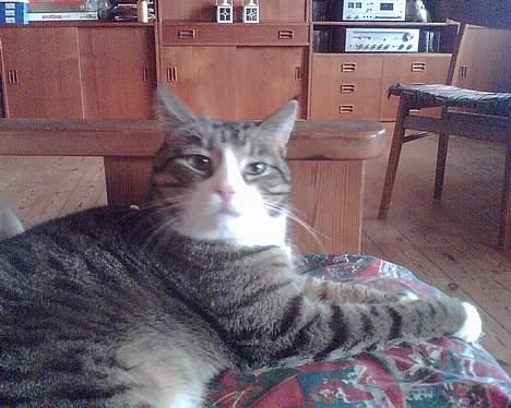 Huskat basse død - haha fede basse billede 10