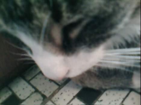 Huskat basse død - lille næse billede 11