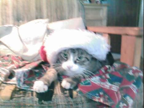 Huskat basse død - julebasse billede 12